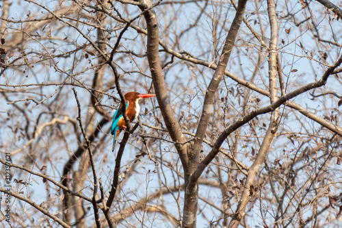 Photography Ranthambore NP Wildlife