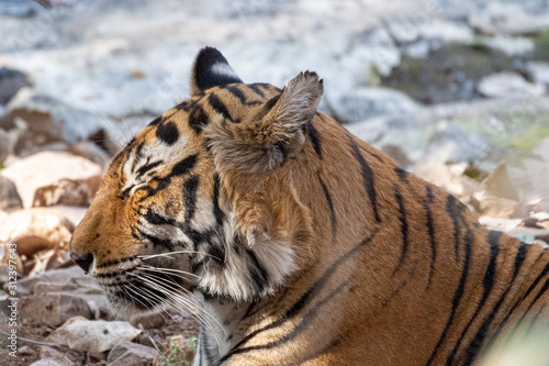 Photography Tiger in Ranthambore NP