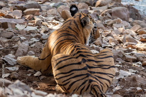 Photography Tiger in Ranthambore NP
