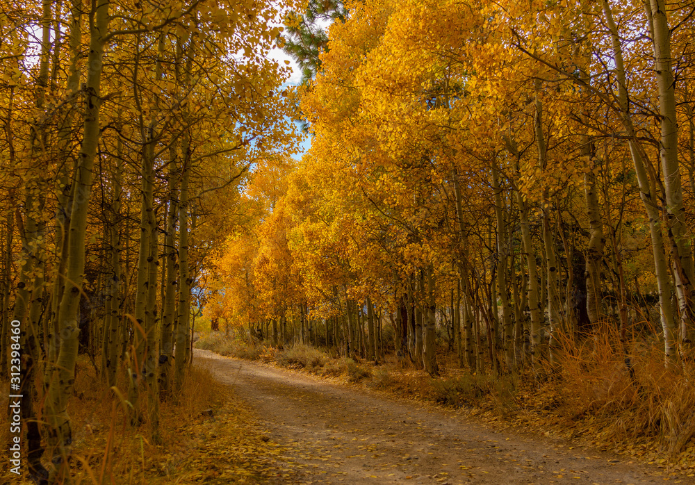 Obraz premium Kolory jesieni jeziora Lundy, Kalifornia