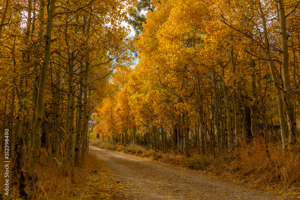 Lundy lake fall colors, California