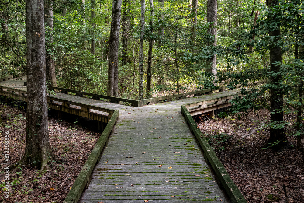 Obraz premium Concept of decision or choice using a wooden boardwalk in dense forest in Great Dismal Swamp