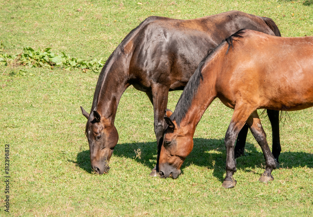 Close up detail of two magnificent horses grazing the grass in meadow in sunlight Close up detail of two magnificent horses grazing the grass in meadow in sunlight