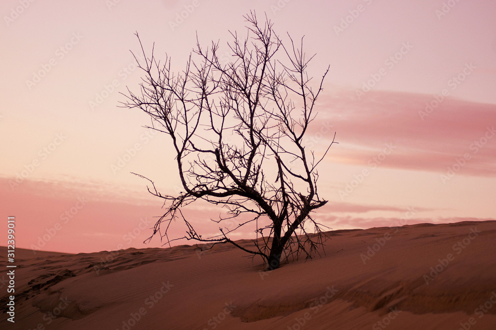 Barren tree among the sunset over dunes in the Outer Banks of North Carolina