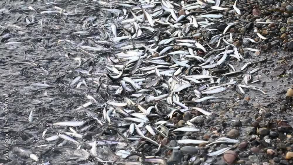 Thousands of anchovy fish washed up to shore at White Rock Beach Stock