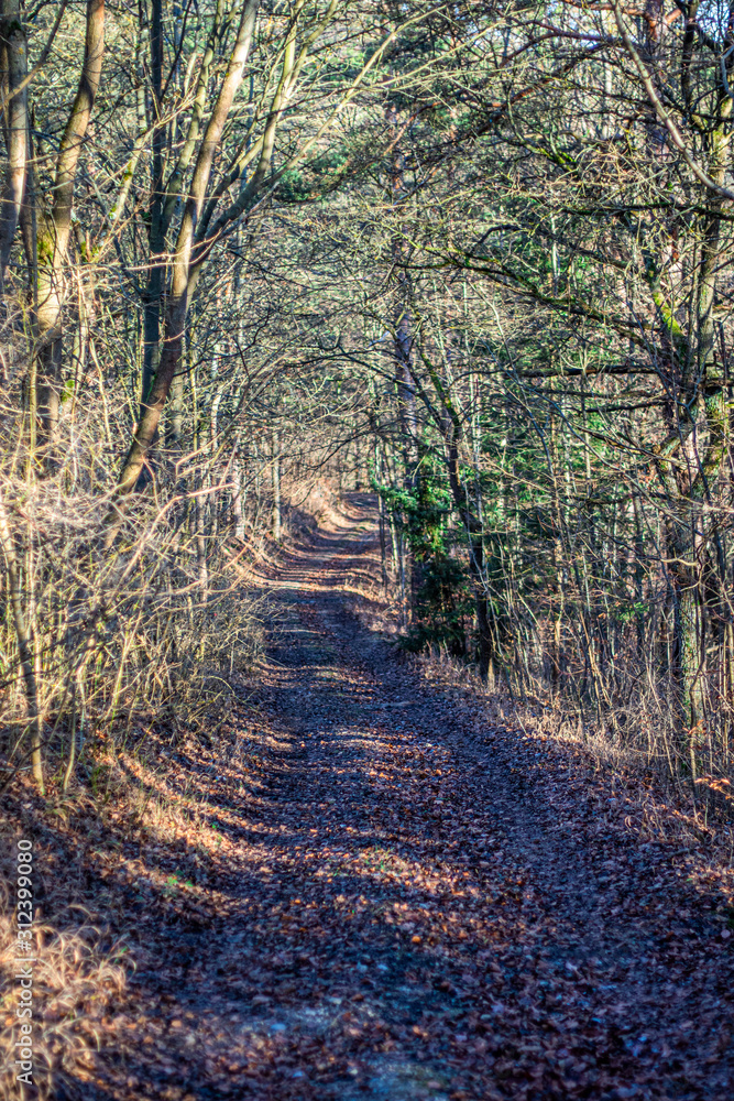 Obraz premium trockener Winterwald