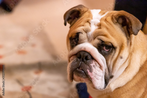English Bulldog Puppy © Thomas