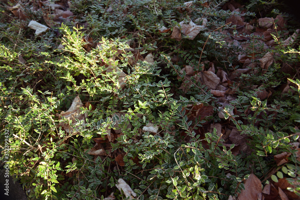 Obraz premium Frozen leaves