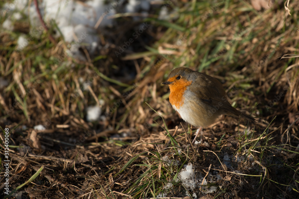 Robin in Winter Robin in Winter