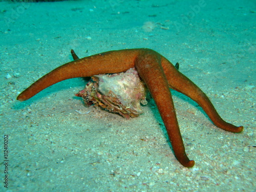 Fotografi Large orange starfish feeding on a mollusc, Borneo