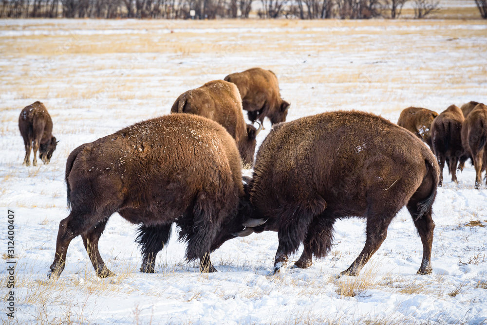 American Bison on the High Plains of Colorado. Bull Bison Jousting in a Snowy Field American Bison on the High Plains of Colorado. Bull Bison Jousting in a Snowy Field