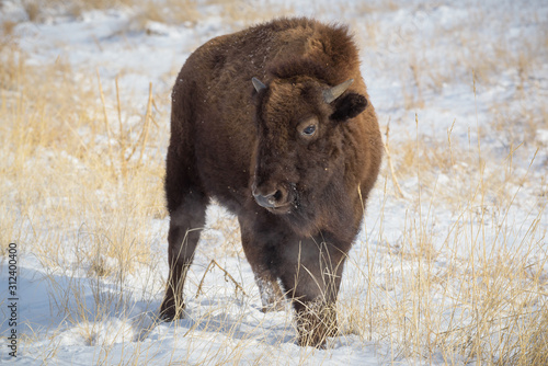 American Bison on the High Plains of Colorado. Young Buffalo in a Field of Snow