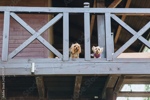 The little fluffy dogs of the Yorkshire Terrier breed bark, protecting their home. Funny guards. Fun photo. Favorite pets. Phoography, concept. photo