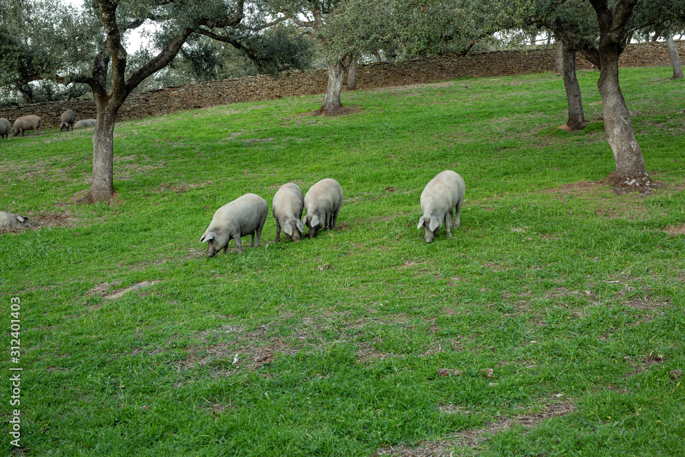 Iberian pig