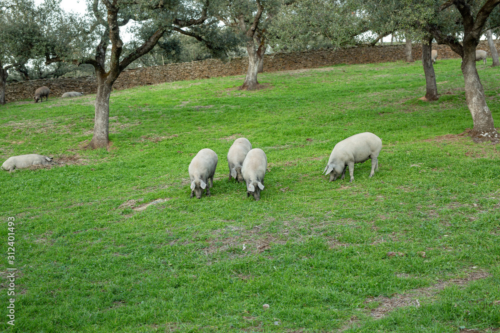 Iberian pig Iberian pig