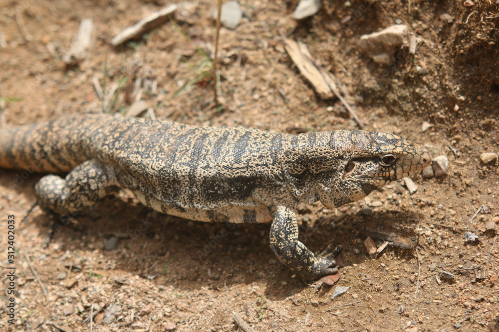 lizard on the rock lizard on the rock