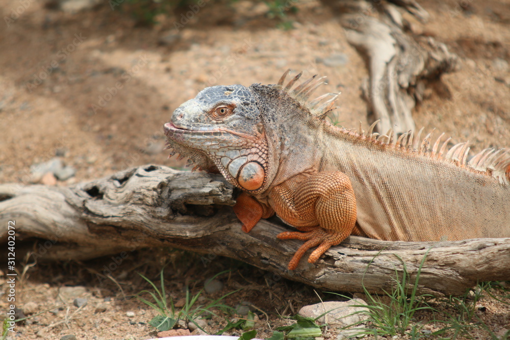Fototapeta premium galapagos land iguana