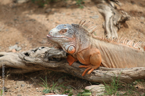 galapagos land iguana