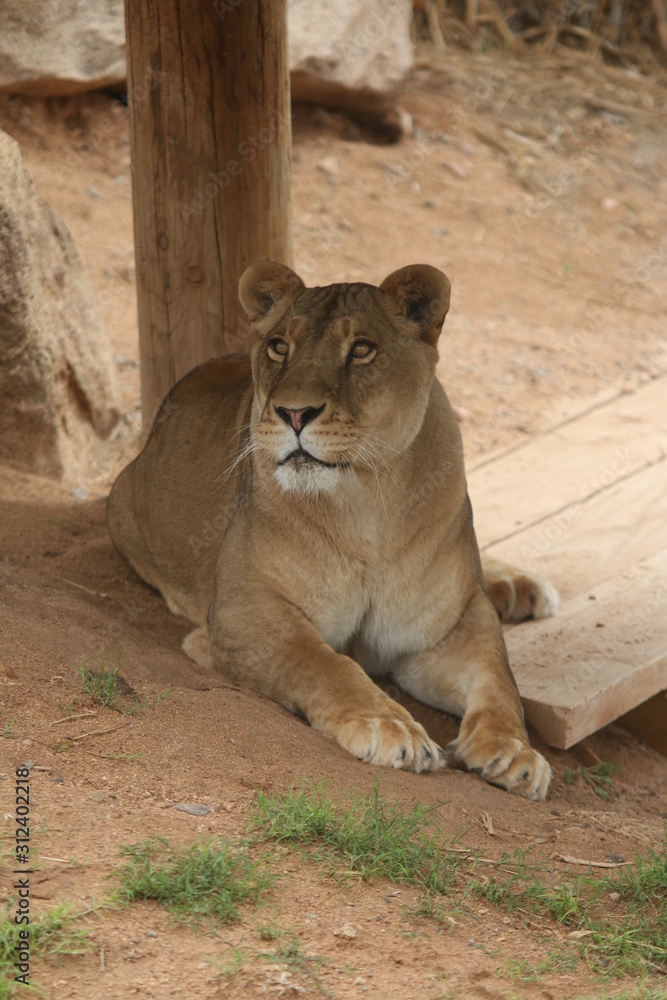 Obraz premium female lion