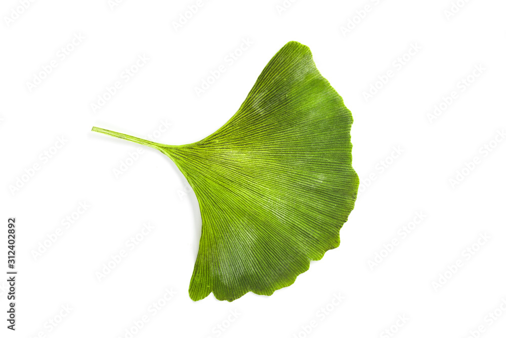 Fototapeta premium Ginkgo leaf isolated. Gingko tree plant green leaves isolated on white background, close-up
