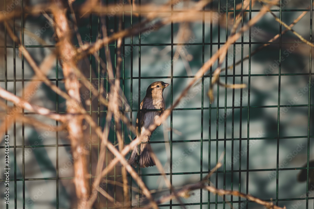 Fototapeta premium House Sparrow On Fence