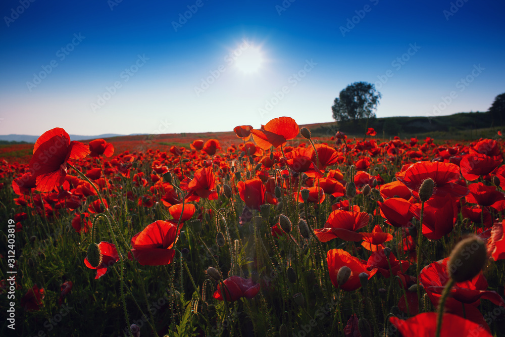 Obraz premium Meadow with beautiful bright red poppy flowers in spring. Poppies on green field. Rural landscape with red wildflowers