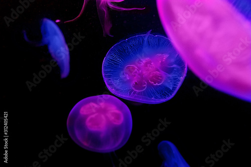 jellyfish in aquarium VII , france