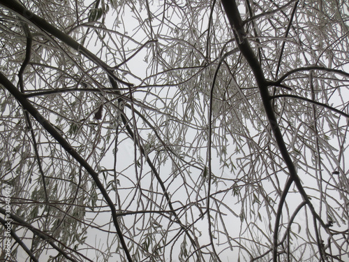 foggy branches of a tree