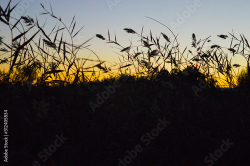 Silouhette weeds in he sunset