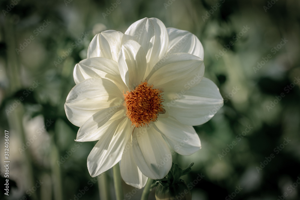 Detailed close up of a white Detailed close up of a white