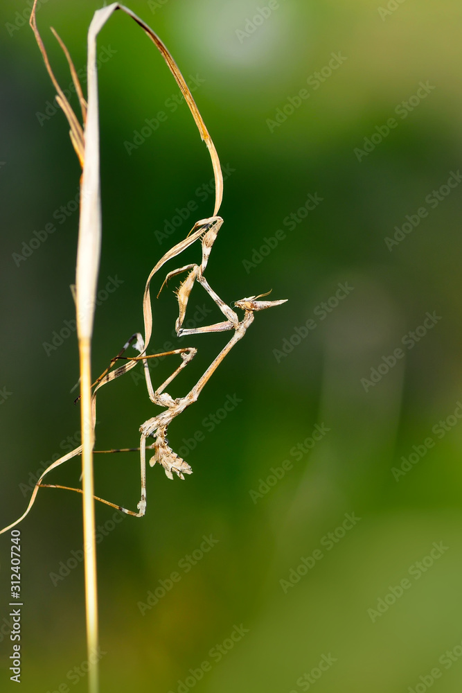Close up of pair of Beautiful European mantis ( Mantis religiosa ) Close up of pair of Beautiful European mantis ( Mantis religiosa )