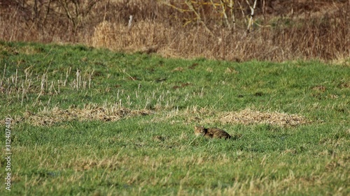 Wildkatze (Felis silvestris) auf einer Wiese im Winter