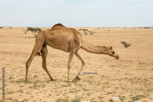 Kamele und Wüste