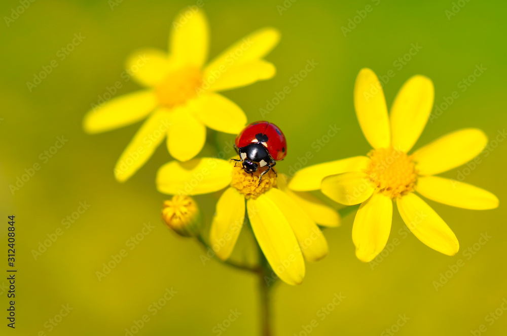 Beautiful ladybug on leaf defocused background Beautiful ladybug on leaf defocused background