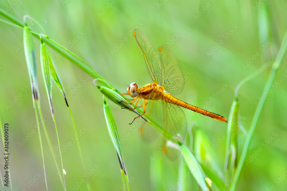 Macro shots, showing of eyes dragonfly and wings detail. Beautiful dragonfly in the nature habitat. Macro shots, showing of eyes dragonfly and wings detail. Beautiful dragonfly in the nature habitat.