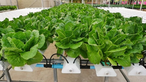 Organic hydroponic vegetable plot for sale.