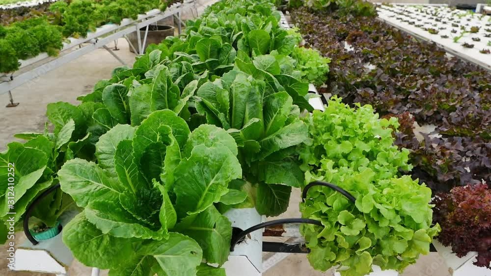 Organic hydroponic vegetable plot for sale. Organic hydroponic vegetable plot for sale.