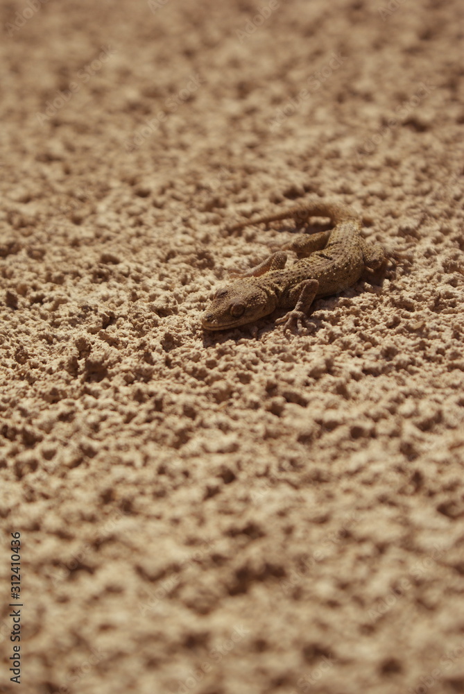 lizard on stone