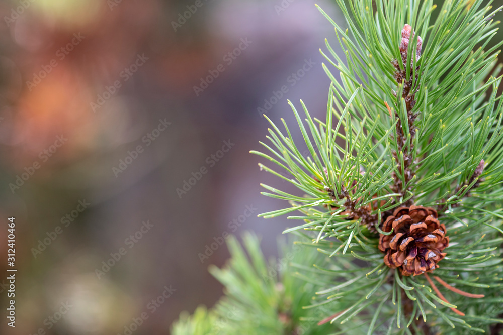 Selective focus on open pine cone on a pine tree of firtree in the wild nature in the forest. Beautiful nature background, copy space. Space for text. Selective focus on open pine cone on a pine tree of firtree in the wild nature in the forest. Beautiful nature background, copy space. Space for text.