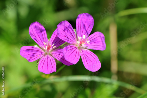 Flowers of Wood cranesbill or Geranium sylvaticum.