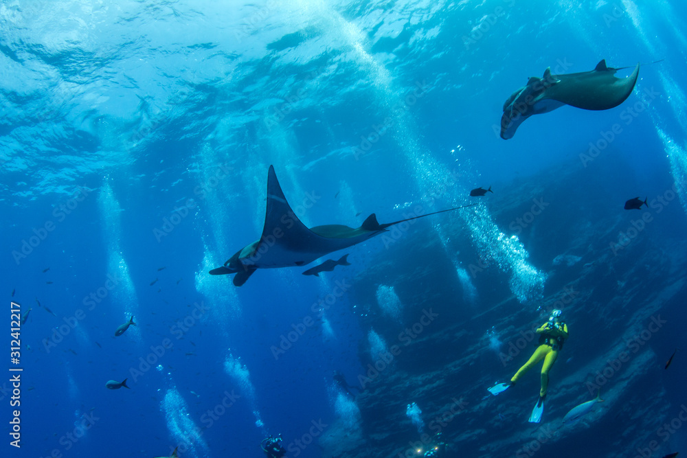 Obraz premium Manta Ray at Islas Revillagigedos, Mexico