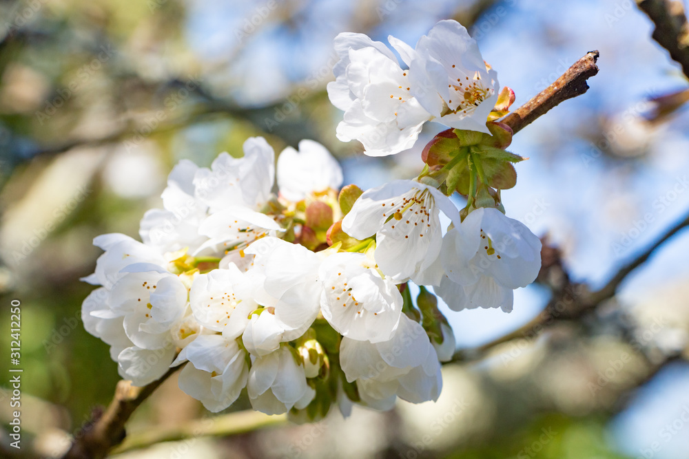 White flowers of cherry tree in an orchard during spring White flowers of cherry tree in an orchard during spring