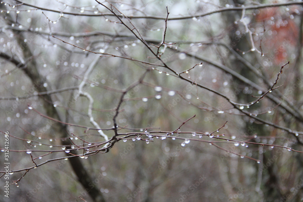 tree rain drops