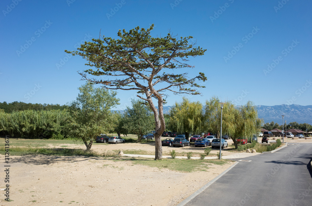 tree with a parking lot