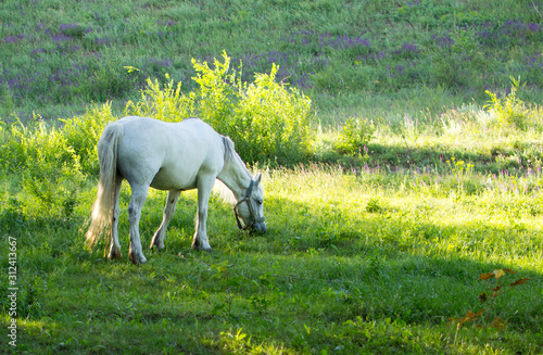 White horse bites the grass in the meadow