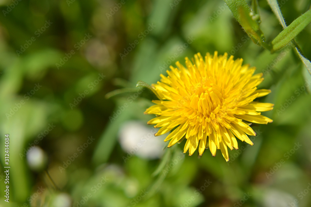 yellow dandelion bloomed in spring yellow dandelion bloomed in spring