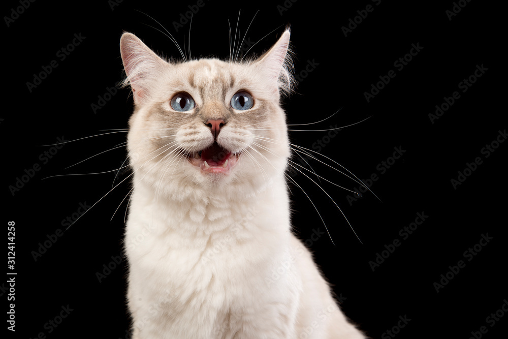Portrait of a cute ragdoll cat screaming on a black background