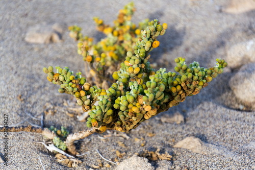 Tetraena fontanesii succulent plant of zygophyllaceae family grows in sand on dunes, zygophyllum fontanesii, sunny day, Tenerife, Canary Island, Spain
