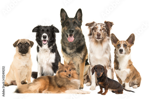 Large group of various breeds of dogs together on a white background