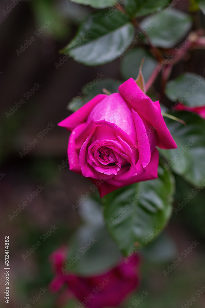 Naklejka premium Beautiful hot pink rose flowering in a garden amomg green foliage